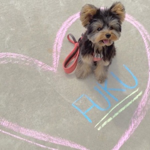 Logan the Yorkie, featured Dog of the Month on YorkieShoutOuts